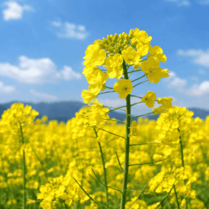 中国語「油菜花(菜の花)」の学習用画像