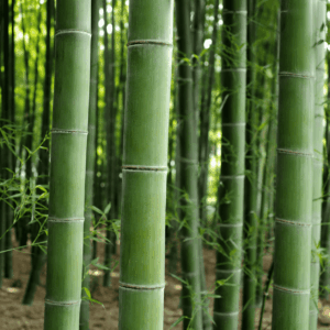 竹子 中国語 竹