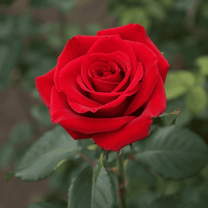 玫瑰花　中国語　バラ　薔薇