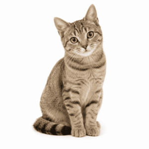 猫 中国語 猫