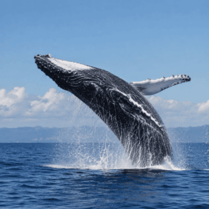 鲸鱼　中国語　鯨　クジラ
