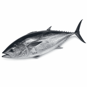 マグロ　まぐろ
画像を見て覚える日本の名産品・特産品の画像です。上に表記した名前の名産品・特産品の画像です。この画像は、学習目的で使用されます。