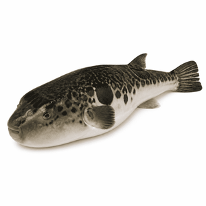 トラフグ　とらふぐ
画像を見て覚える日本の名産品・特産品の画像です。上に表記した名前の名産品・特産品の画像です。この画像は、学習目的で使用されます。