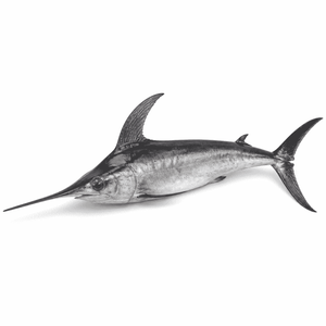メカジキ　めかじき
画像を見て覚える日本の名産品・特産品の画像です。上に表記した名前の名産品・特産品の画像です。この画像は、学習目的で使用されます。