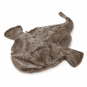 アンコウ　あんこう
画像を見て覚える日本の名産品・特産品の画像です。上に表記した名前の名産品・特産品の画像です。この画像は、学習目的で使用されます。